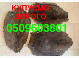 Зображення для оголошення Шкіри бобра сухі не солені КУПУЄМО ДОРОГО