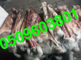 Зображення для оголошення Купуємо сухі шкіри зайця