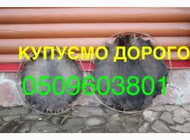 Зображення для оголошення Купуємо ДОРОГО сухі не солені шкіри бобра без жиру і мʼяса