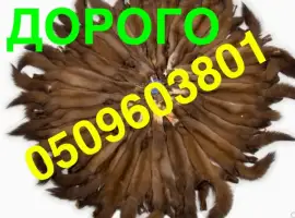 Зображення для оголошення НАЙВИЩІ ЦІНИ шкіра куниці купуємо