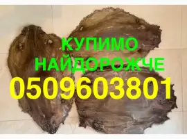 Зображення для оголошення Купуємо ДОРОГО сухого бобра шкіри хутро