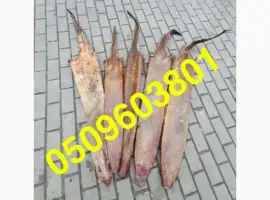 Зображення для оголошення Купуємо суху шкіру видри