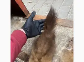 Зображення для оголошення Куплю шкіри ДОРОГО ХУТРО куниць бобра