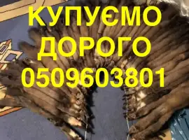 Зображення для оголошення Купуємо дорого куницю / бобра / зайця