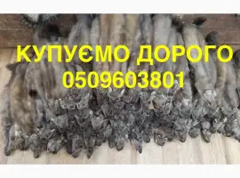 Зображення для оголошення Шкіри куниці і бобра КУПУЄМО НАЙДОРОЖЧЕ