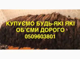 Зображення для оголошення Купуємо шкіри куниці обʼєми будь які ДОРОГО