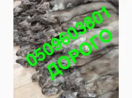 Зображення для оголошення Закупівля шкір куниці хутро куниці
