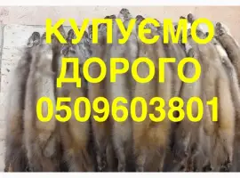 Зображення для оголошення Купівля куплю шкіри куниці ДОРОГО НАЙВИЩА ЦІНА