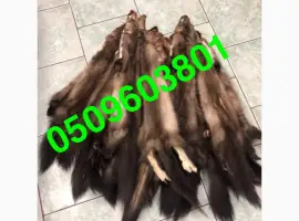 Зображення для оголошення Купуємо куницю