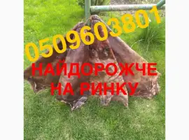 Зображення для оголошення Сухі не солені шкіри хутро бобра купуємо НАЙДОРОЖЧЕ ПО УСІЙ УКРАЇНІ