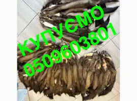 Зображення для оголошення Купуємо вичинене хутро шкіри куниці та хвости ДОРОГО