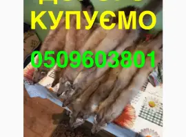 Зображення для оголошення Купуємо ДОРОГО ХУТРО КУНИЦІ мех шкіри куниця