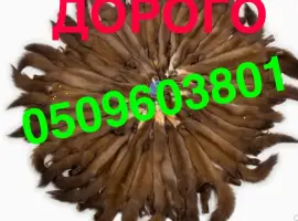 Зображення для оголошення Куплю шкури шкіри хутро ДОРОГО