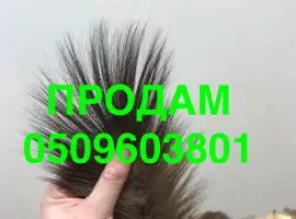 Зображення для оголошення Продам хвости куниці лісової та кам’янки