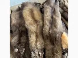 Зображення для оголошення Куплю куницю дорого по усій Україні