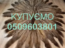 Зображення для оголошення Купуємо шкури куниці