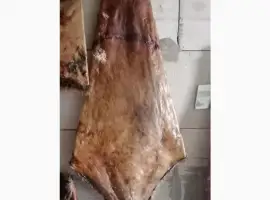 Зображення для оголошення Закупка хутра бобра