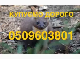 Зображення для оголошення Купимо найдорожче шкіри куниці/куниця/шкури/мех/продати шкіри
