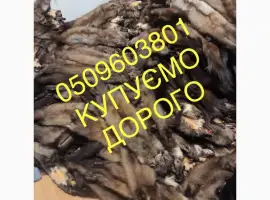 Зображення для оголошення Шкіри куниці купуємо дорого куница