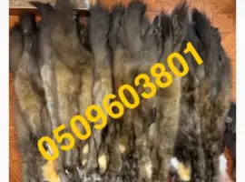 Зображення для оголошення Куплю шкіри куниці