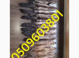 Зображення для оголошення Купуємо куплю шкіри дорого