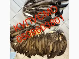 Зображення для оголошення Купимо найдорожче шкіри куниці будь які обʼєми