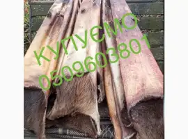 Зображення для оголошення Купуємо дорого сухі шкіри бобра
