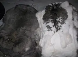 Зображення для оголошення Шкурки кроля выделанные