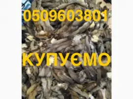 Зображення для оголошення Купуємо ДОРОГО хутро шкури мех шкіри