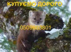Зображення для оголошення Купуємо дорого шкіри мех хутро куниці