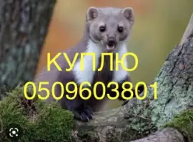 Зображення для оголошення Купуємо дорого шкіри куниці НАЙВИЩІ ЦІНИ