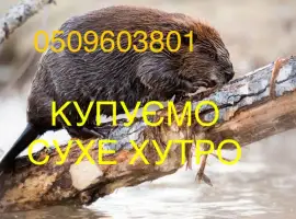 Зображення для оголошення Купуємо хутро бобра сухе не солене разом зі струєю