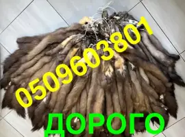 Зображення для оголошення Купуємо куницю по Україні ДОРОГО