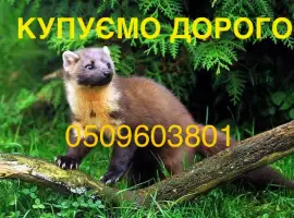 Зображення для оголошення Куплю шкури шкіри хутро шкірки куниці