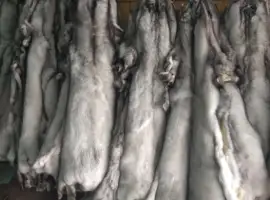 Зображення для оголошення Продам шкурки фінського песця