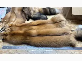 Зображення для оголошення Голд Фокс Gold Fox