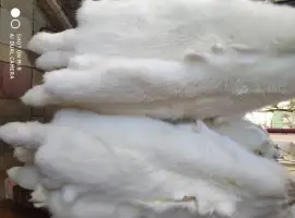 Зображення для оголошення Білий єнот
