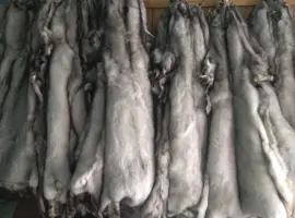 Зображення для оголошення Продам шкури Польського песця