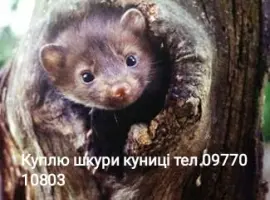 Зображення для оголошення Куплю шкури