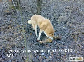 Зображення для оголошення Куплю шкіри