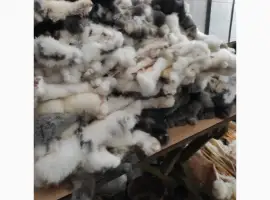 Зображення для оголошення Куплю кролячу шкурку
