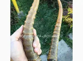 Зображення для оголошення Рога сайгака