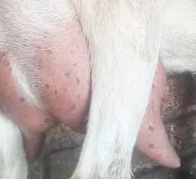 Зображення для оголошення Продам Козье молоко