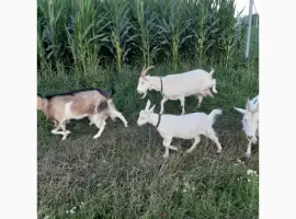 Зображення для оголошення Продам козье молоко