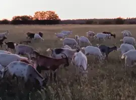 Продам козяче молоко оптом
