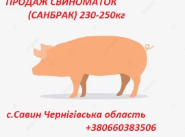 Зображення для оголошення Продаж свиноматок. Козелець