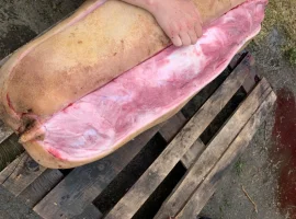 Зображення для оголошення Закупаем Відгодівлю свиноматки выбраковку Санбрак Лежачі і тк дорого