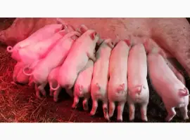 Зображення для оголошення Продам льошки Ф1