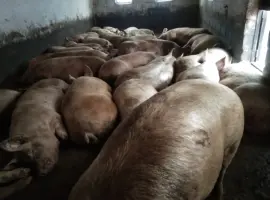 Зображення для оголошення Продам свиней