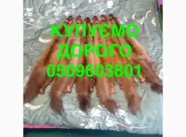 Зображення для оголошення Купуємо дорого НАЙДОРОЖЧЕ куницю